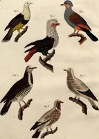 An illustration from (Band 8) (1813)