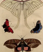 An illustration from (Band 8) (1813)