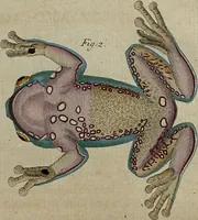 An illustration from (Band 8) (1813)