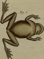 An illustration from (Band 8) (1813)