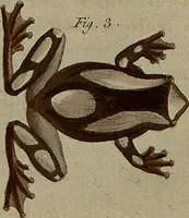 Picture 8 of 144 from (Band 8) (1813), leaf 15