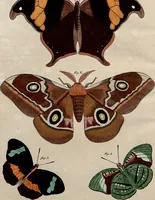 An illustration from (Band 8) (1813)
