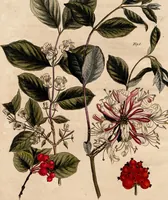 An illustration from (Band 8) (1813)