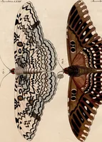 An illustration from (Band 8) (1813)