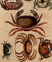 Picture 98 of 144 from (Band 8) (1813), leaf 192