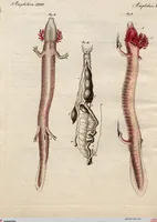 An illustration from (Band 8) (1813)