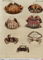 An illustration from (Band 8) (1813)
