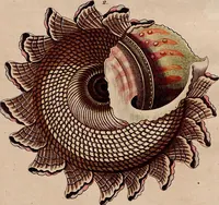 An illustration from (Band 8) (1813)
