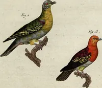 An illustration from (Band 8) (1813)