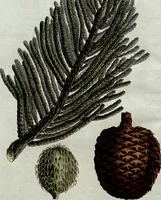 An illustration from (Band 8) (1813)