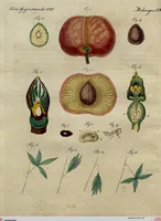 An illustration from (Band 8) (1813)
