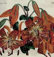 Picture 108 of 144 from (Band 8) (1813), leaf 225