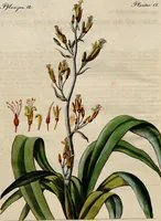 An illustration from (Band 8) (1813)
