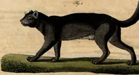 An illustration from (Band 8) (1813)