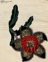 Picture 119 of 144 from (Band 8) (1813), leaf 264