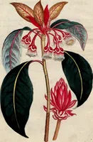 An illustration from (Band 8) (1813)