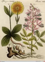 An illustration from (Band 8) (1813)