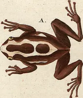 An illustration from (Band 8) (1813)