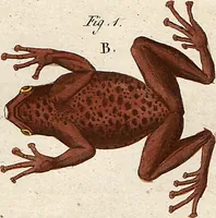 An illustration from (Band 8) (1813)