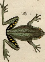 Picture 23 of 144 from (Band 8) (1813), leaf 42