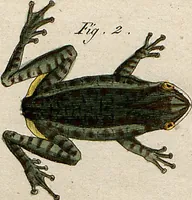 An illustration from (Band 8) (1813)