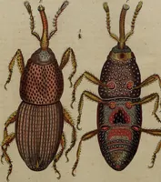 An illustration from (Band 8) (1813)