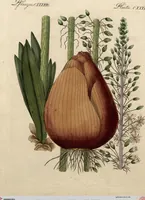 An illustration from (Band 8) (1813)