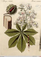 Picture 37 of 144 from (Band 8) (1813), leaf 66