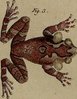 Picture 43 of 144 from (Band 8) (1813), leaf 75