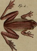 Picture 44 of 144 from (Band 8) (1813), leaf 75