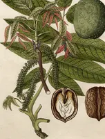 An illustration from (Band 8) (1813)