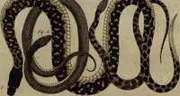 An illustration from (Band 8) (1813)
