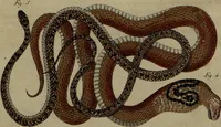 An illustration from (Band 8) (1813)
