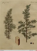 An illustration from (Band 8) (1813)
