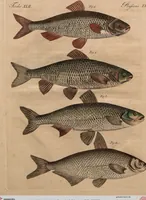 An illustration from (Band 8) (1813)