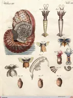 An illustration from (Band 9) (1816)