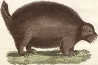 An illustration from (Band 9) (1816)