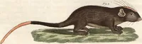 An illustration from (Band 9) (1816)