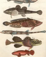 An illustration from (Band 9) (1816)