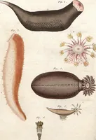 An illustration from (Band 9) (1816)