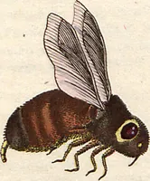 An illustration from (Band 9) (1816)