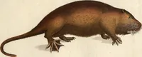 An illustration from (Band 9) (1816)
