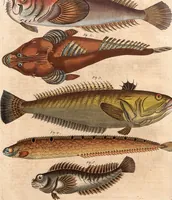 An illustration from (Band 9) (1816)