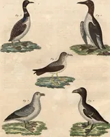 An illustration from (Band 9) (1816)