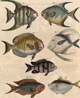 An illustration from (Band 9) (1816)