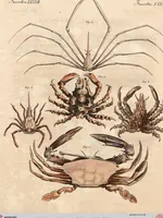 An illustration from (Band 9) (1816)