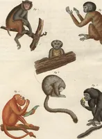 An illustration from (Band 9) (1816)