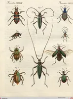 An illustration from (Band 9) (1816)