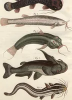 An illustration from (Band 9) (1816)