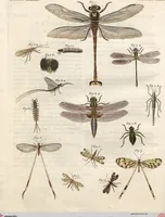 An illustration from (Band 9) (1816)